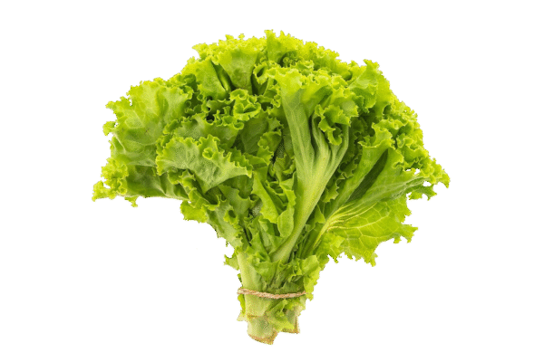 Laitue(salade verte)