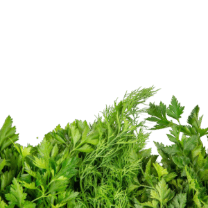 Herbes fraîches : persil, menthe, coriandre, ciboulette