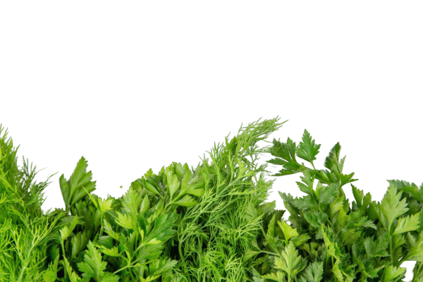 Herbes fraîches : persil, menthe, coriandre, ciboulette